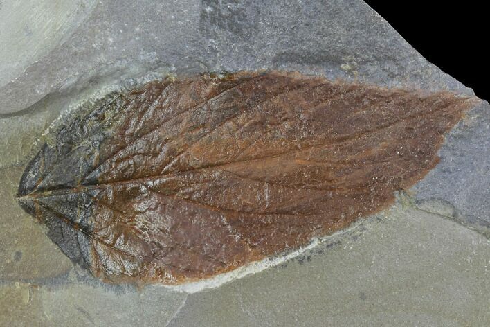 Detailed Fossil Hackberry Leaf - Montana #97752